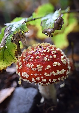 蘑菇,飛木耳,紅色飛木耳香菇