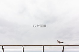 海鷗,鳥,坐
