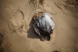 海滩,木材,浮木