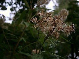 廠,草,布朗