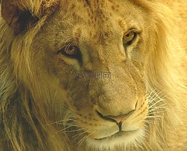 獅子,動物肖像,野生動物