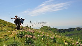 綠色,草,高原