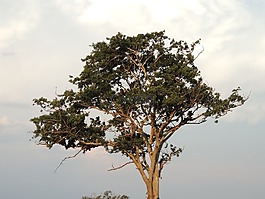 日落,黃昏,溶膠