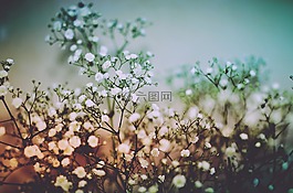 模糊,花,植物