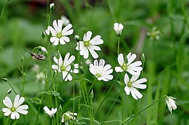 鲜花,白,野生蜂