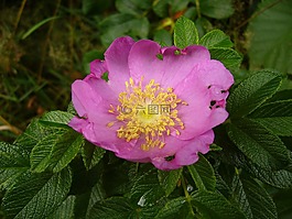hamanhamanasuasu,日本玫瑰,鮮花