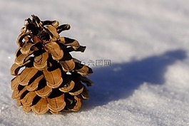 冬天,雪,松球果