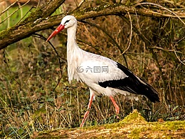 白鸛,鸛,鳥