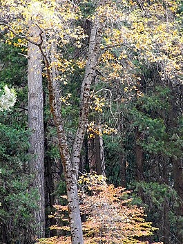 森林,自然,景區(qū)