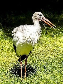 白鸛,鸛,鳥
