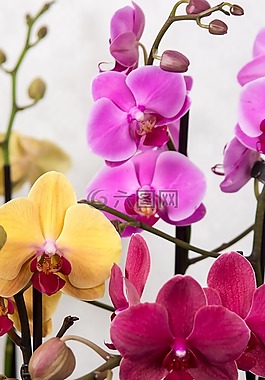 蘭花,蝴蝶蘭,熱帶