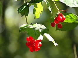 漿果,樹(shù),自然