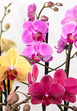 蘭花,蝴蝶蘭,熱帶