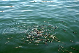 鱼,暗沙,食品