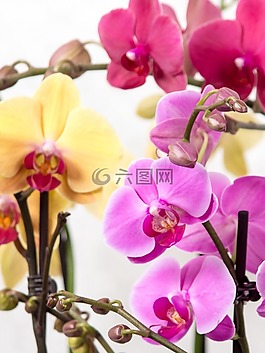 蘭花,蝴蝶蘭,熱帶