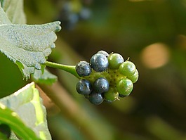 水果,小小 samig,有毒