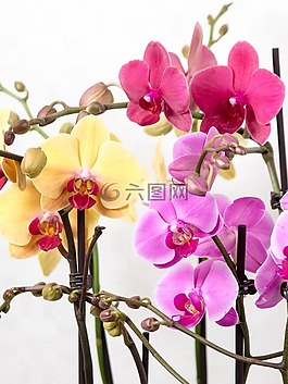 蘭花,蝴蝶蘭,熱帶