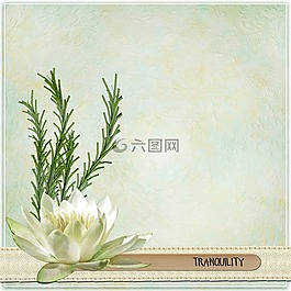 寧靜,蓮花,花