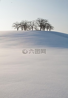 雪,森林公墓,樹(shù)