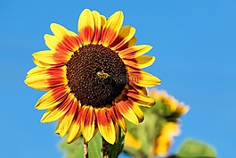 太陽花,花,鮮花