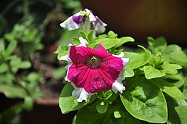 鲜花,性质,mageplantas
