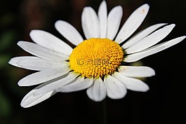 雛菊,潔白的花朵,花
