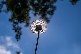 蒲公英,花,廠