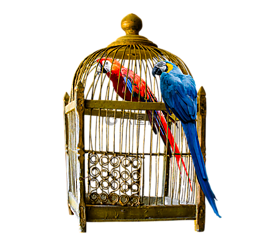 動物,鳥,貓
