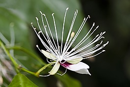 刺山micracantha,開(kāi)花,郵票