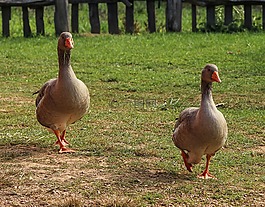 鵝,鳥,家養(yǎng)