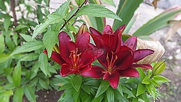 莉莉,花園,花卉
