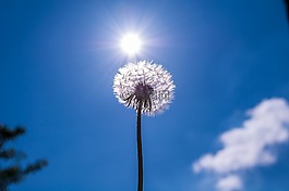 蒲公英,花,廠