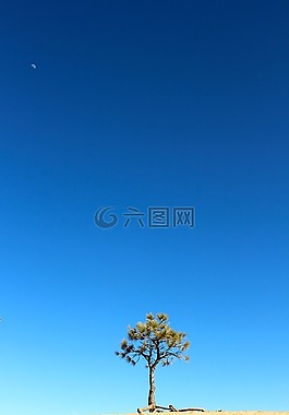 樹,植物,松
