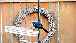 鷯哥,常見(jiàn)的鷯哥,鳥(niǎo)