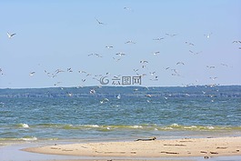 河,夏季,海鷗