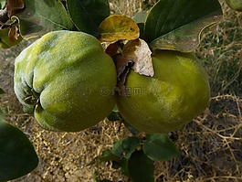 木瓜,水果,廠