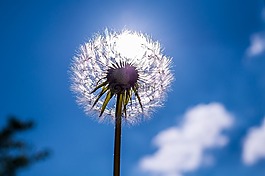 蒲公英,花,廠
