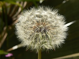 蒲公英,植物區(qū)系,自然