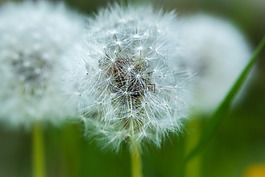 蒲公英,春天,黃色花