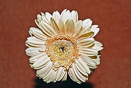 花,性質(zhì),廠