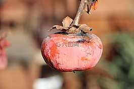 甜柿,水果,冬季
