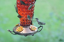 鳥,蜂鳥,野生動物