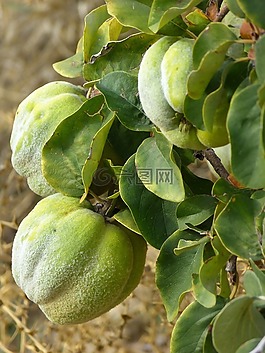 木瓜,水果,廠