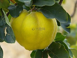 木瓜,水果,廠