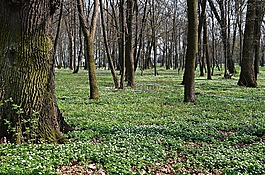 森林,树,鲜花
