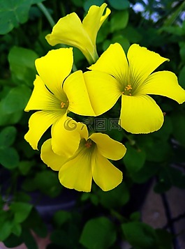 花,黃,花瓣