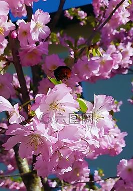 鮮花,春天,性質
