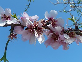 杏仁花,春天,鮮花