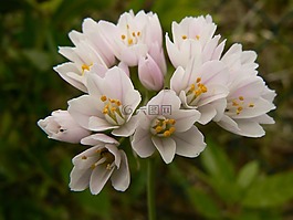 花,自然,植物區(qū)系