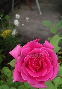 玫瑰,粉紅色,花